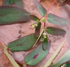 Image result for Euphorbia hyssopifolia