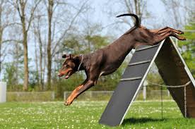 Check spelling or type a new query. Doberman Pinscher Dog Breed Information