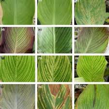They thrive in hot summer weather, can be grown in large containers or make a wonderful garden screen. Leaf Symptoms On Canna Cultivars Between 8 And 12 Weeks Of Age Download Scientific Diagram