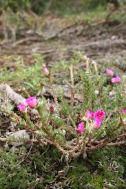 Image result for Portulaca centrali-africana