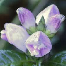 Image result for Blotiella glabra