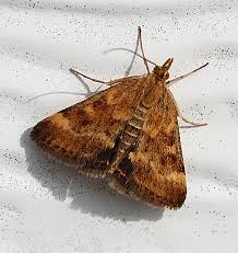 Image result for Pyrausta despicata
