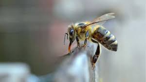We understand the practices and risks a bee removal requires to safely succeed. Bee Control Service In Abu Dhabi U A E