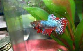 I got a male betta, very beautiful and with apperently no anger issues like other bettas. Female Betta Flaring Vang Bettas