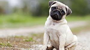 This is because dogs naturally while french bulldogs do not shed often, you do need to take care of their fur and skin. Pug Vs French Bulldog Vs Boston Terrier Barking Royalty