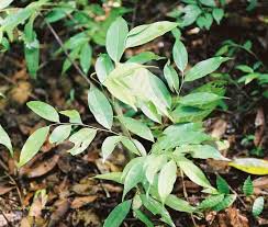 Image result for Xylopia aethiopica