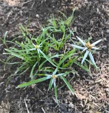 Image result for Rhynchospora gracillima