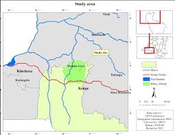 Image result for Sarcophrynium schweinfurthianum