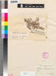 Image result for Helichrysum argyrosphaerum