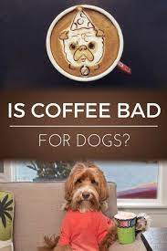 Is Coffee Bad For Dogs Dopimize Coffee Blog Coffee Dogs