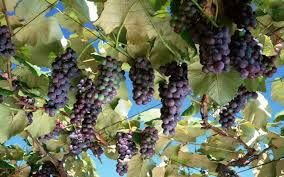 Wayfair.com has been visited by 1m+ users in the past month Wallpaper 2560x1600 Px Fruit Fruits Grapes Nature Trees 2560x1600 Wallhaven 1712065 Hd Wallpapers Wallhere