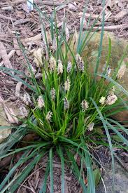 Image result for Carex sp.no.1