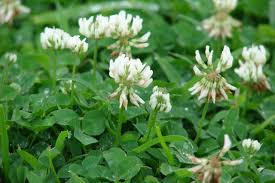 Maybe you would like to learn more about one of these? 3 Edible Weeds Garden Culture Magazine