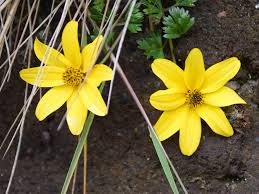 Image result for Bidens steppia