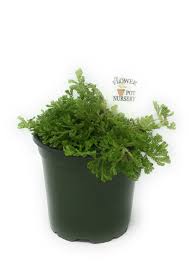 Image result for Selaginella kivuensis