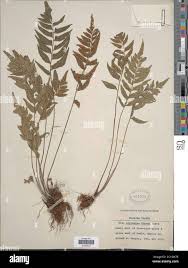 Image result for Asplenium inaequilaterale