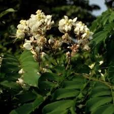 Image result for Scorodophloeus fischeri