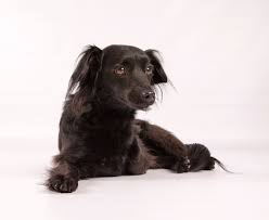 Chiweenie dogs have a long body and short legs. This Is My Long Haired Chiweenie Lucille Mcgillicuddy Affectionately Known As Gilly Chiweenie Best Dogs Animals