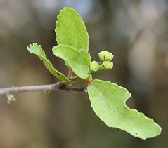 Image result for Flacourtia indica