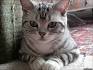 Where to Find American Shorthair Kittens for Sale ...