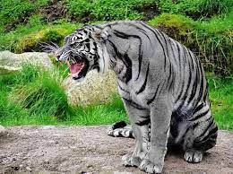 Rare Blue Tiger Maltese Tiger Rare Animals Animals