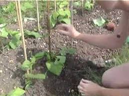 Transplant them outside only when you're sure space dwarf bean plants at the same distances as used for sowing. Planting Out Your Runner Beans Claire S Allotment Part 39 Youtube