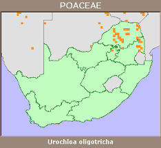 Image result for Urochloa oligotricha