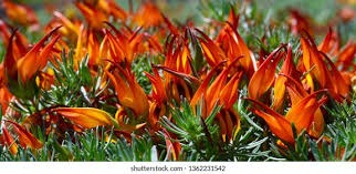 Image result for Lotus berthelotii