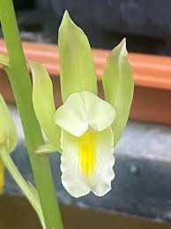 Image result for Polystachya dendrobiiflora