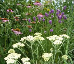 Maybe you would like to learn more about one of these? How To Build A Butterfly Garden Canadian Geographic