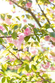Maybe you would like to learn more about one of these? Kwanzan Cherry Tree