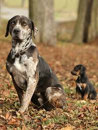 Introducing a puppy to a cat involves planning and preparation. How To Introduce A New Dog To Other Pets Purina