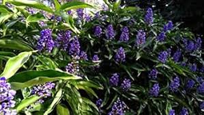 Image result for Dichorisandra