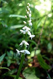 Check spelling or type a new query. Forest Wildflowers White Mount Rainier National Park U S National Park Service
