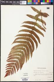 Image result for Menisorus pauciflorus