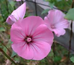 Lavatera Wikimedia Commons Planting Bulbs Plants Mallow