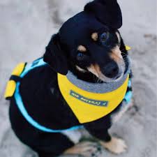 Check spelling or type a new query. Zolta Kokarda Mucha Dla Psa Yellow Dog M 8588837050 Allegro Pl