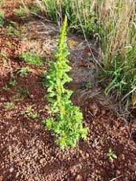 Image result for Dysphania schraderiana