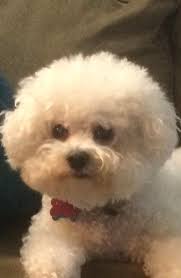 Others may have breathing troubles, behavioral changes, weakness, excessive thirst, no appetite, lethargy, diarrhea, weight loss, and vomiting. My Dog Lucas Died Today Of Lymphoma Cancer He Had A Great Life And Let S Hope He Will Rest Well Bichonfrise