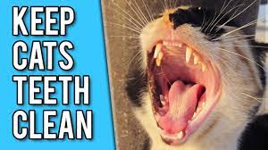 Maybe you would like to learn more about one of these? How To Keep Your Cats Teeth Clean 6 Simple Strategies Youtube