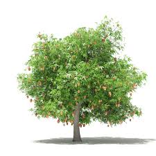 Picture of mango tree with fruits. Mango Tree With Fruits 3d Model 4 8m