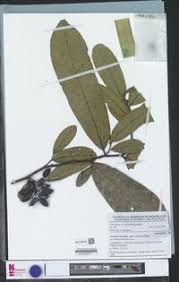 Image result for Annickia