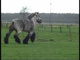 Most Beautiful And Elegant Belgian Draft Horse Buffalo Van T Zwaluwnest Youtube