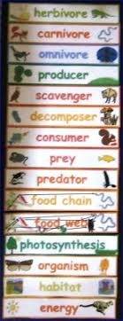 82 Best Food Chain Images 4th Grade Science Science