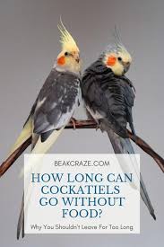 Cockatiel Birds You Can Have As Pets How Long Can Cockatiels Go Without Food A Couple Of Hours A Day Two Days This Article Has The Answer Pets Animals Cockatiel Cockatiel Care Pet Birds