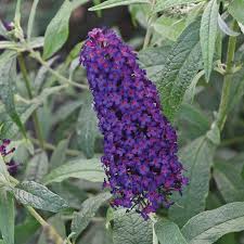 Image result for buddleia davidii