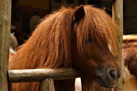 Cavalo Pónei Estável - Foto gratuita no Pixabay