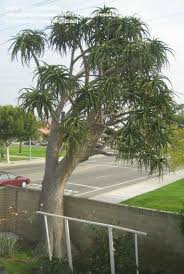 Image result for Aloidendron barberae