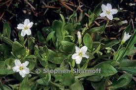 Image result for Montia