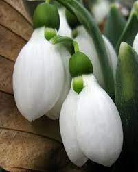 What Are Some Flowers That Can Live During The Winter Ehow White Flowers Flowers Beautiful Flowers